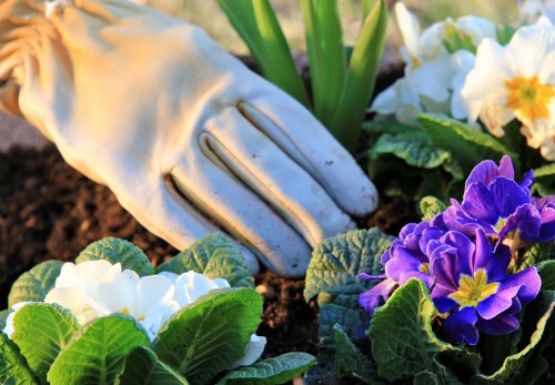 A close-up view of a gardener's hand wearing a beige gardening glove gently tending to a flower bed in a back garden. The bed contains vibrant purple and white primrose flowers with lush green leaves. The soil appears freshly turned and well-maintained. In the background, there are garden plants that suggest a landscaped outdoor space typical of a residential garden in Ealing. The scene is well-lit, indicating daylight conditions, and the overall environment looks tidy and cared for, reflecting professional gardening work that Gardening Services Ealing could provide for local clients.