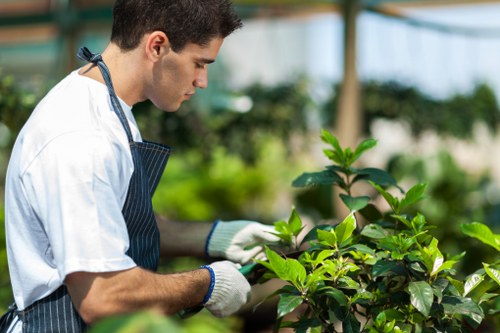 A professional gardener dressed in a white shirt, dark apron, and white gloves is tending to a lush green hedge or shrub in an outdoor garden or greenhouse. The garden features a mix of vibrant green foliage, with the hedge displaying healthy, broad leaves. In the background, there is a soft-focus view of additional garden plants and possibly a greenhouse structure with glass panels allowing natural light to illuminate the scene. The gardener appears focused on pruning or inspecting the plants, contributing to the well-maintained appearance of the garden space. The scene suggests a setting in Ealing or a similar area in West London, where garden and landscaping services by Gardening Services Ealing are commonly provided, supporting outdoor maintenance and horticultural care. The overall environment is bright, with natural sunlight enhancing the various shades of green and natural tones of the plants, creating a tranquil, professionally cared-for garden environment suitable for residential or commercial outdoor spaces.