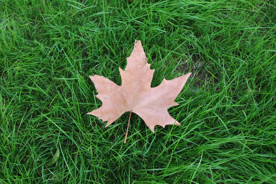 A close-up view of a single, light brown maple leaf resting on a lush, green grass lawn. The grass appears freshly cut with fine blades, creating a textured backdrop that surrounds the leaf. In the ba